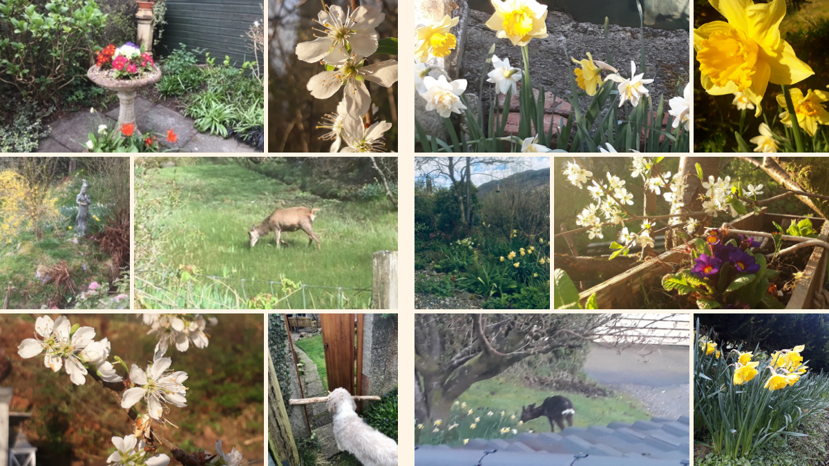 Spring in Our Gardens – 2020