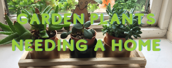 These garden ready plants need a good home!